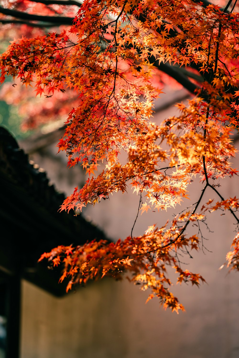 a tree with red leaves in front of a building