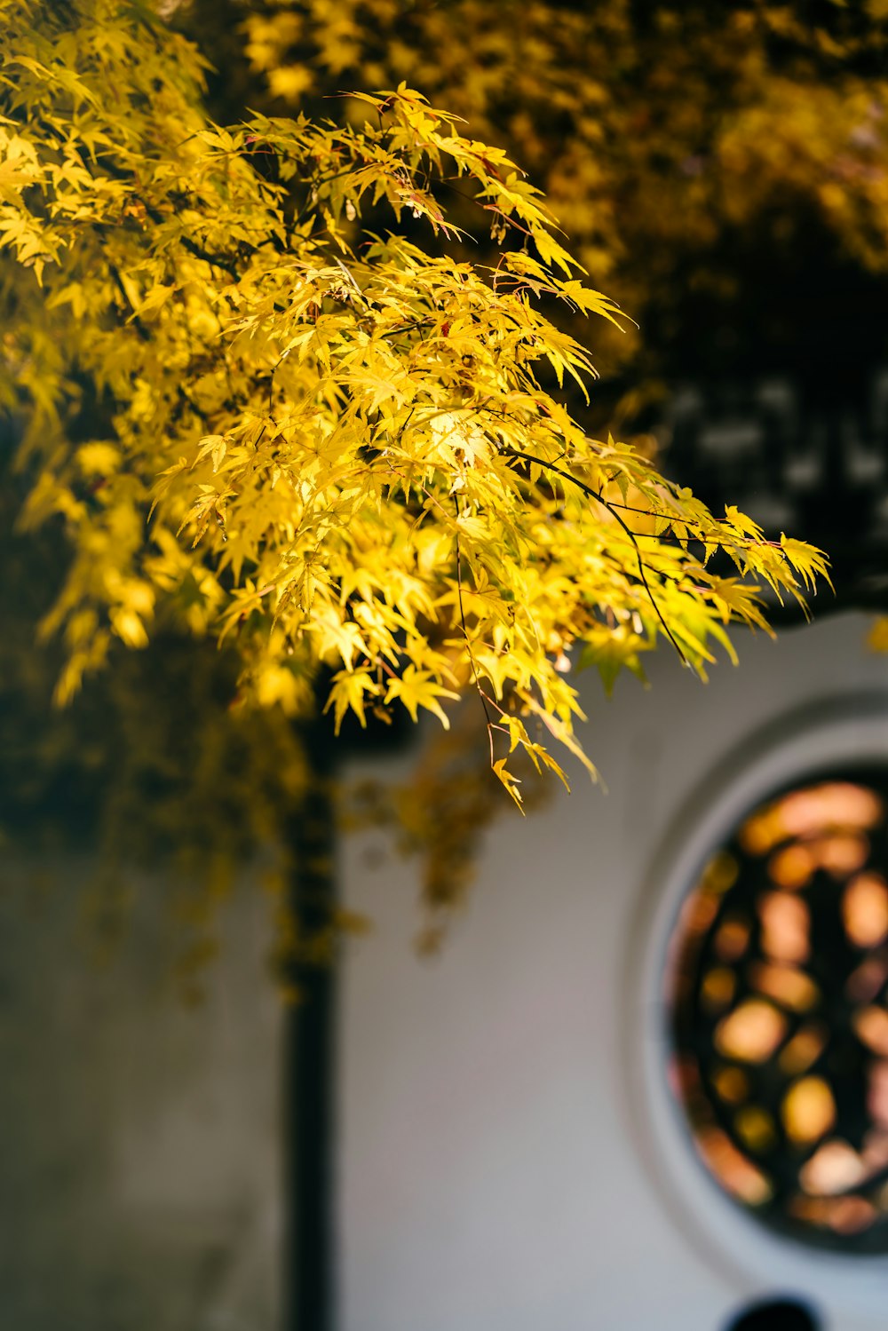 노란 잎 나무
