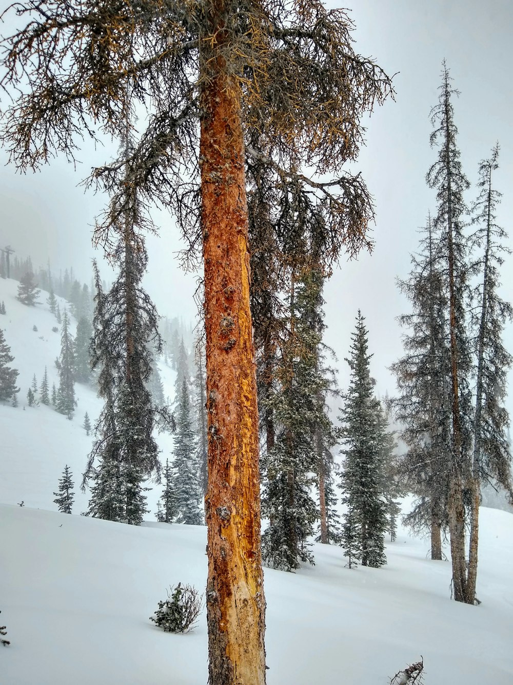 green-leafed trees on snow field