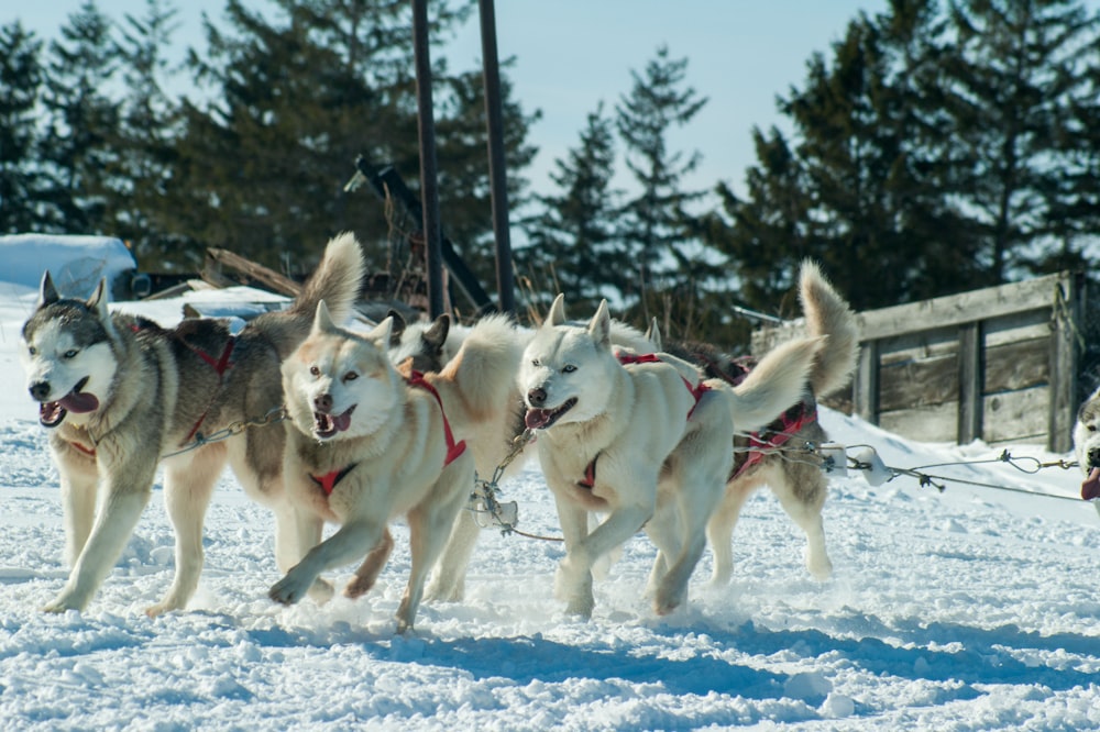 quatre huskies de Sibérie de couleurs assorties