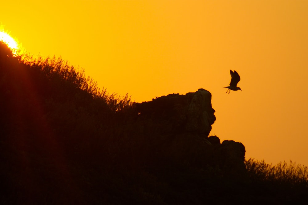 a bird flying over a hill at sunset