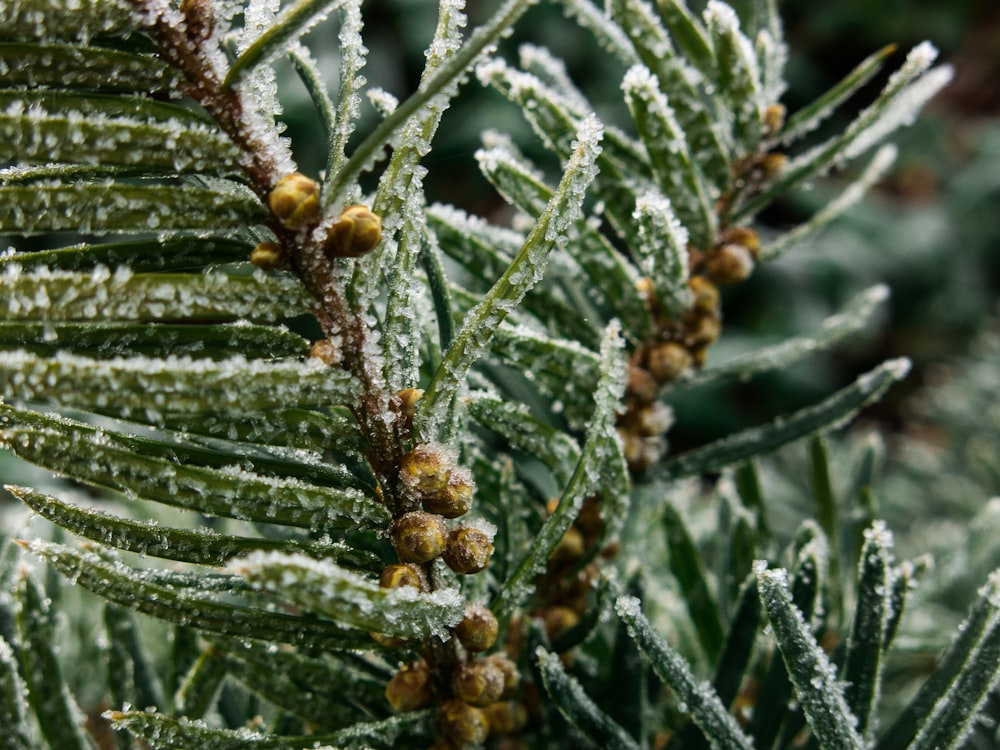 green leaf plant