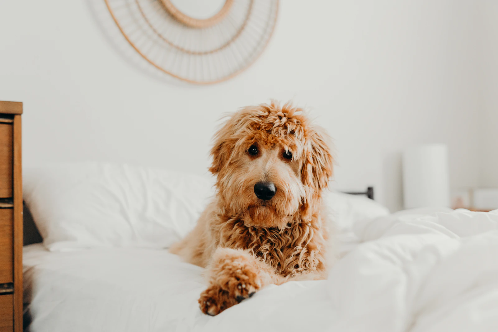 Goldendoodle sitting on a bed in a bright apartment bedroom