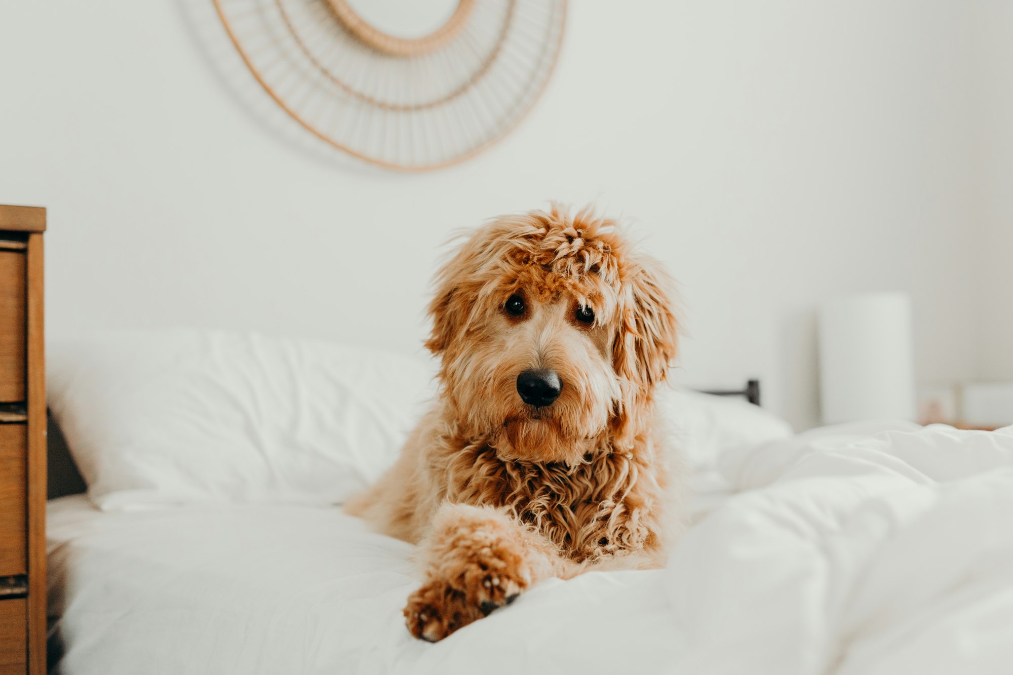 Full Grown Mini Goldendoodle