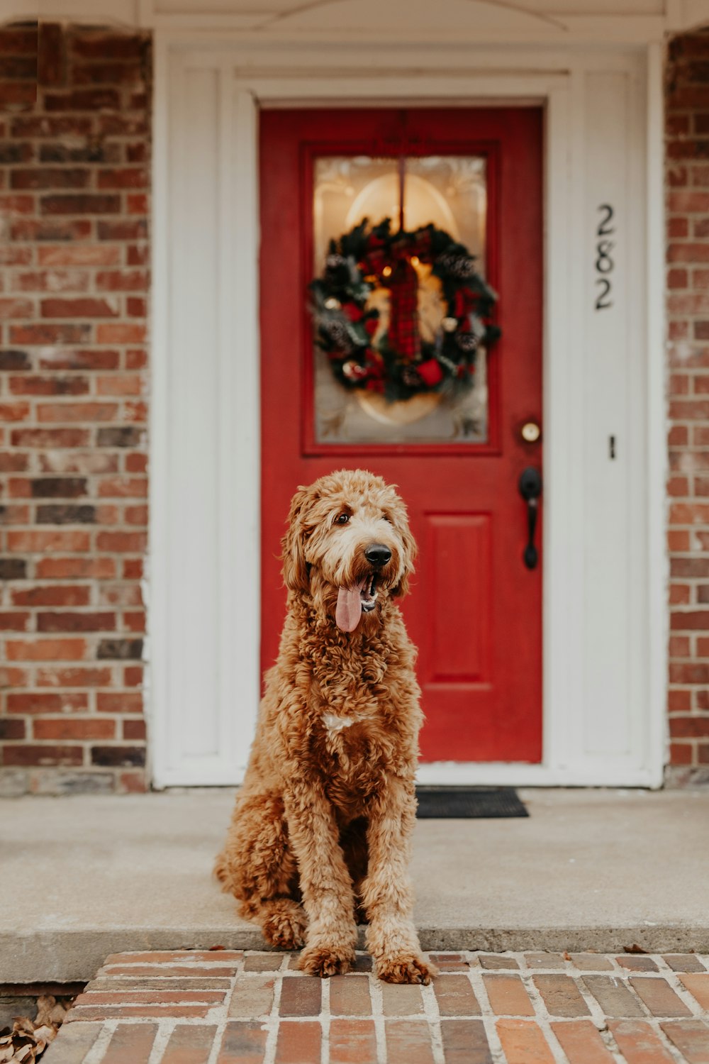 long-coated brown dog