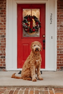 A fluffy dog with curly fur is sitting on a front porch in front of a vibrant red door adorned with a festive wreath. The house number, 282, is visible beside the door, and the porch is made of brick.
