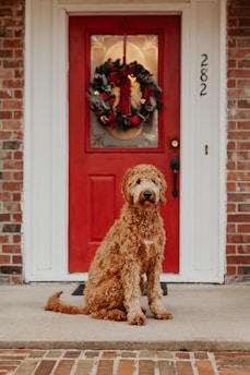 A fluffy dog with curly fur is sitting on a front porch in front of a vibrant red door adorned with a festive wreath. The house number, 282, is visible beside the door, and the porch is made of brick.