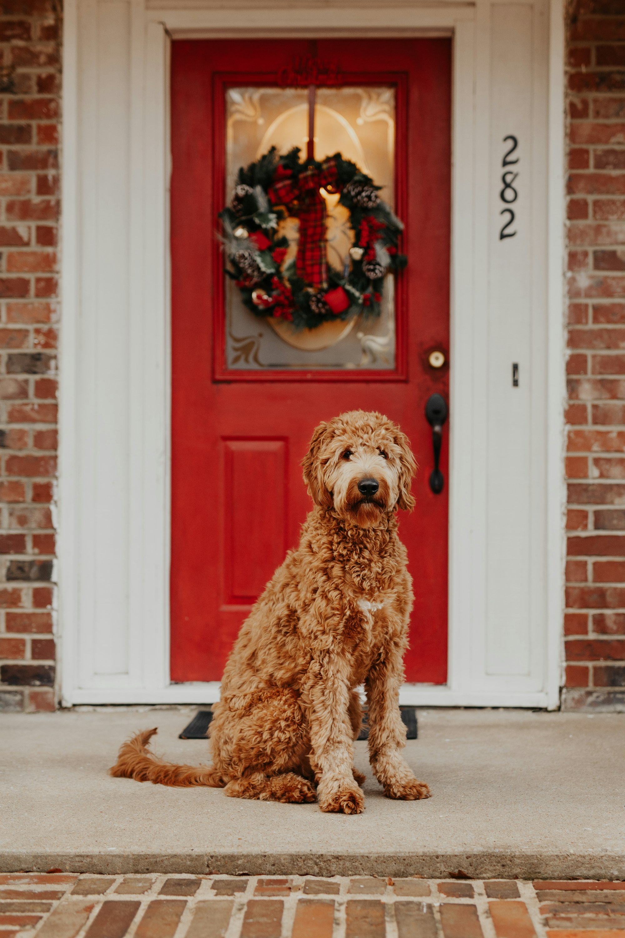 Learn All About Goldendoodle Colors and Coat Textures