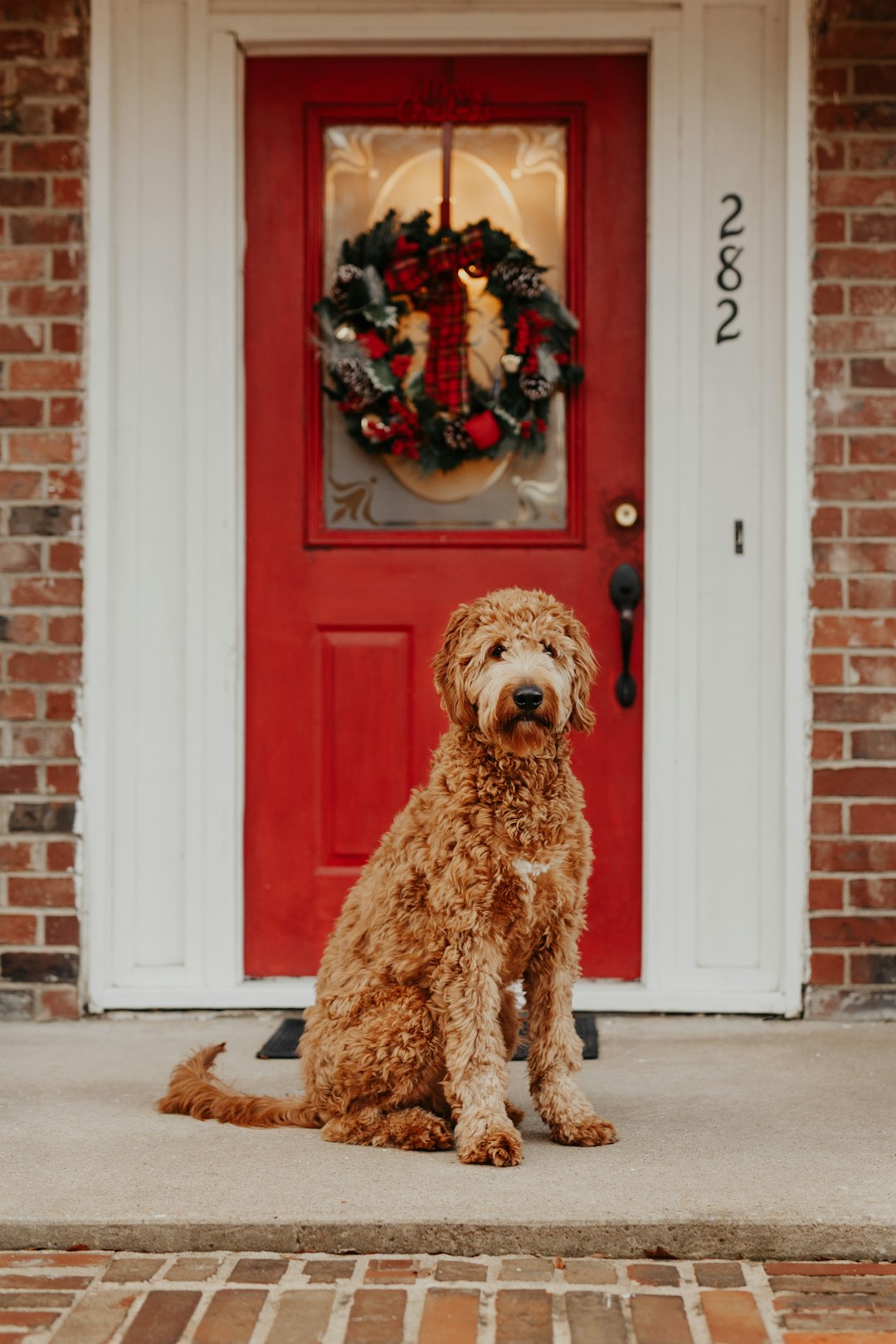 dog sitting in front of closed door