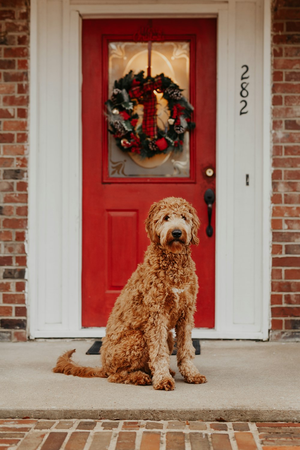 dog sitting in front of closed door