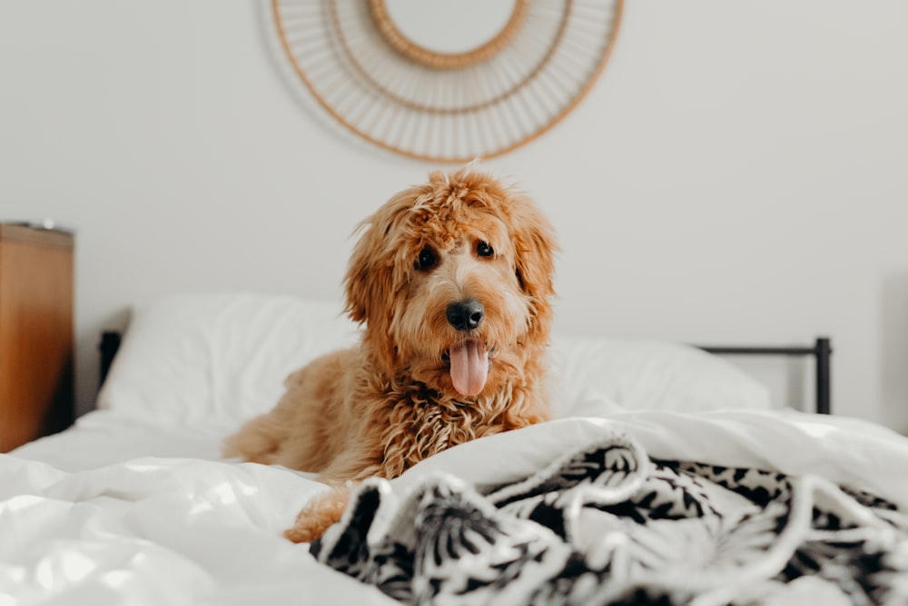 short-coated brown dog on bed