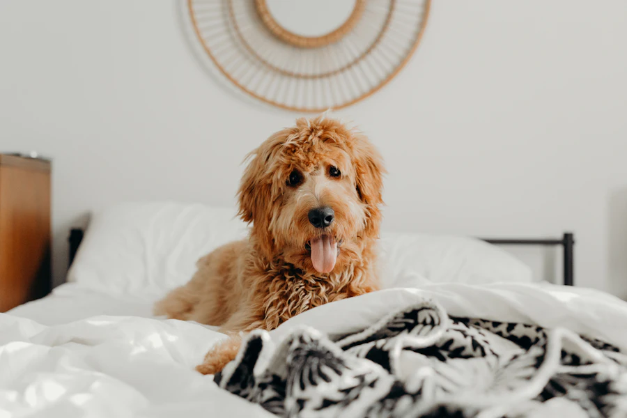 Un perro de pelo rizado tumbado en la cama