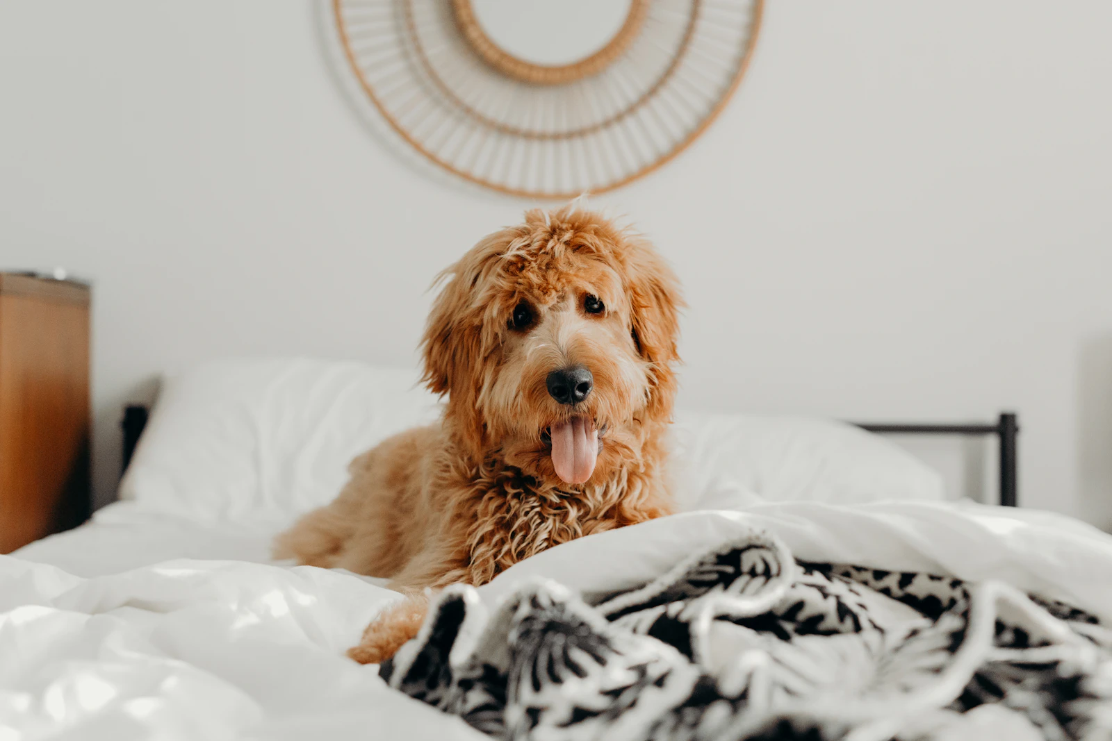 A short-coated brown dog resting calmly on a bed at home, relaxed and at ease