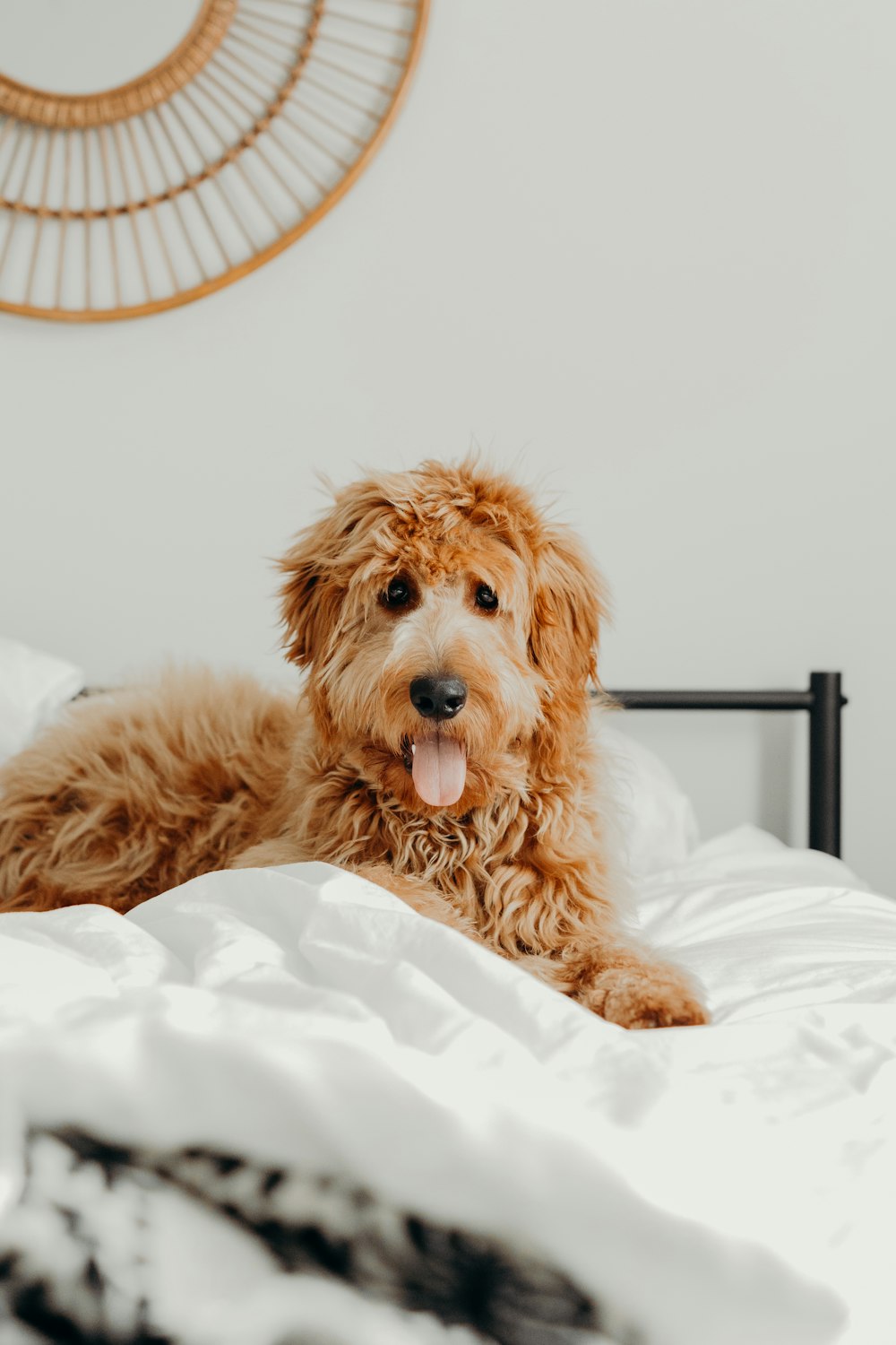 白いベッドの上の茶色の犬