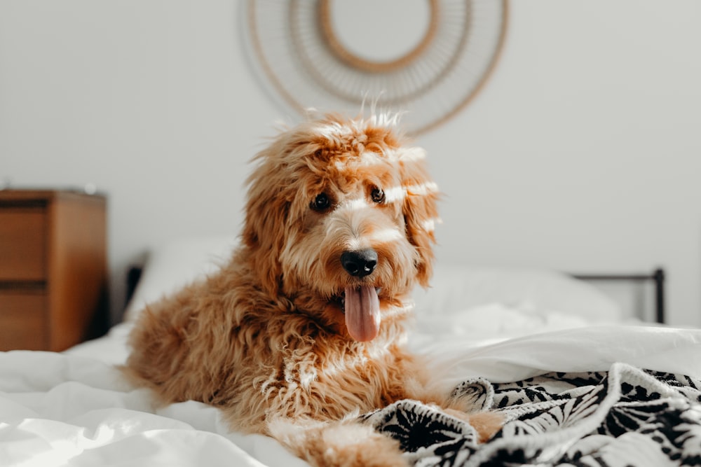 dog lying on bed