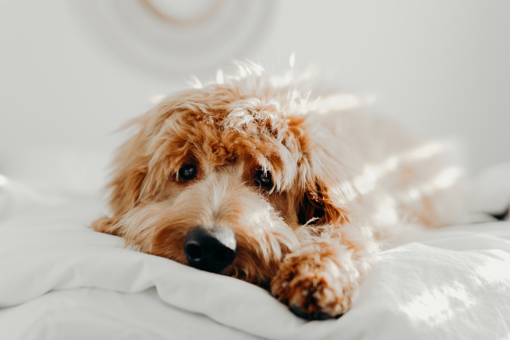 dog laying on bed