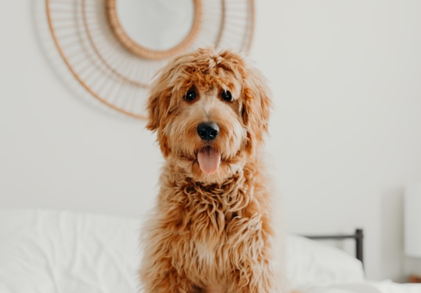 long-coated brown dog