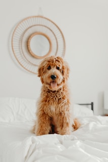 long-coated brown dog