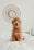 long-coated brown dog