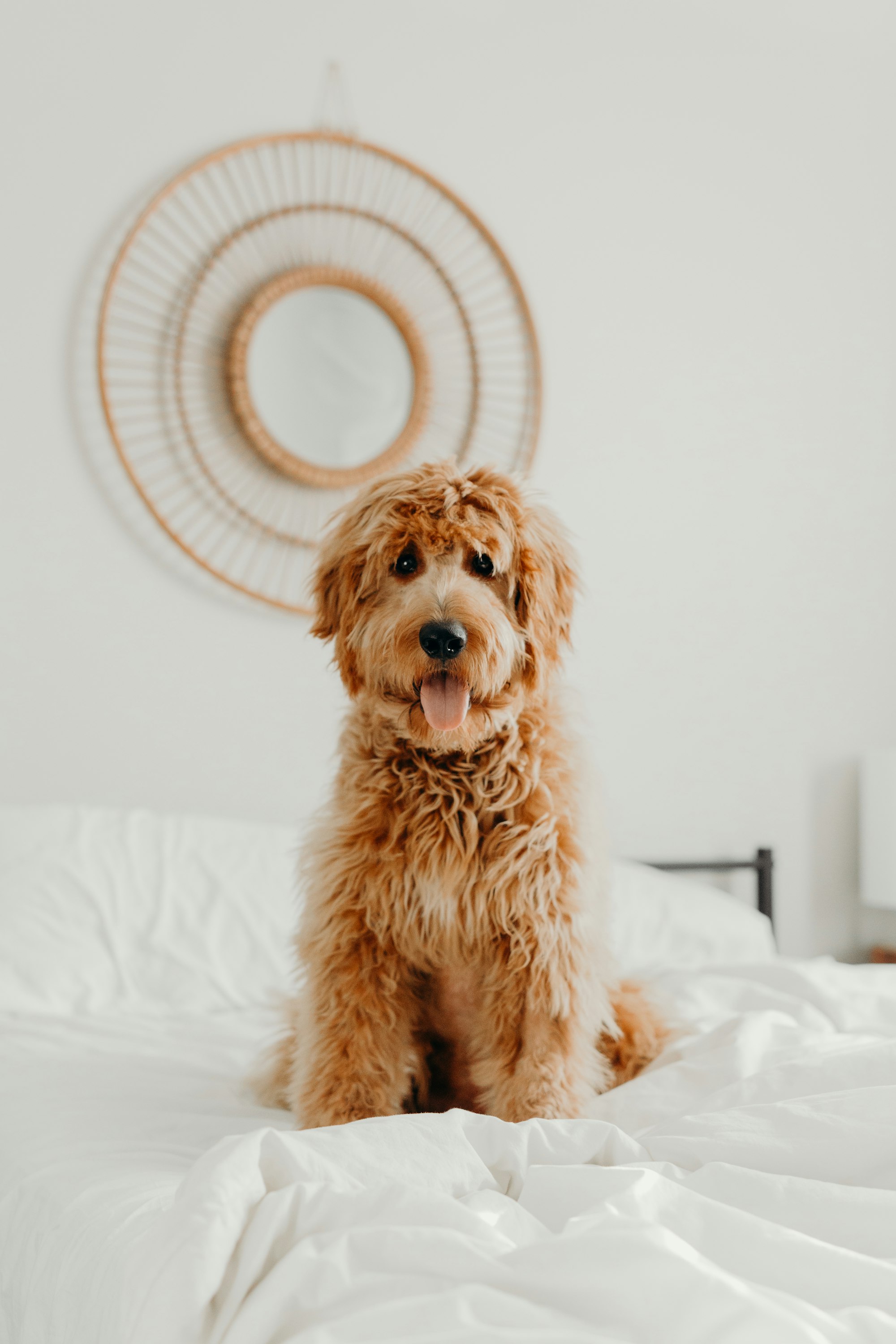 goldendoodle on bed