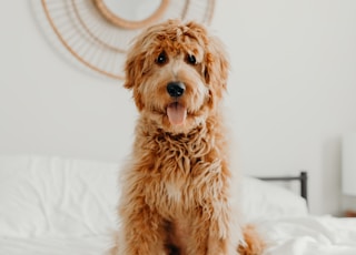 long-coated brown dog