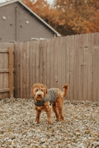 medium-coated brown dog