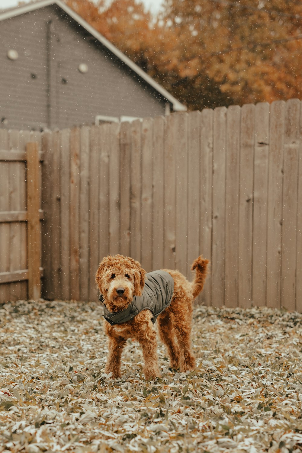 medium-coated brown dog