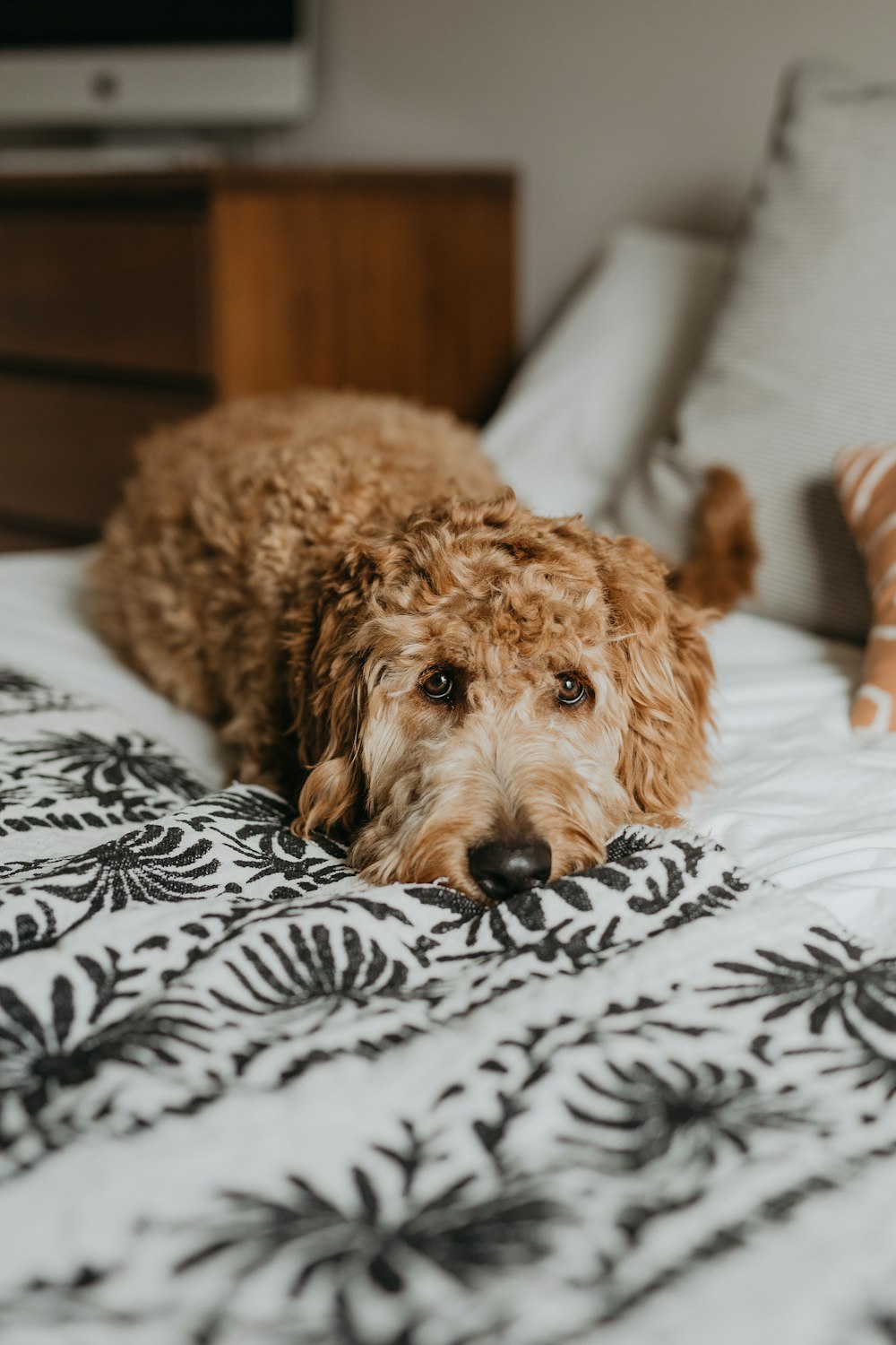 dog laying on bed