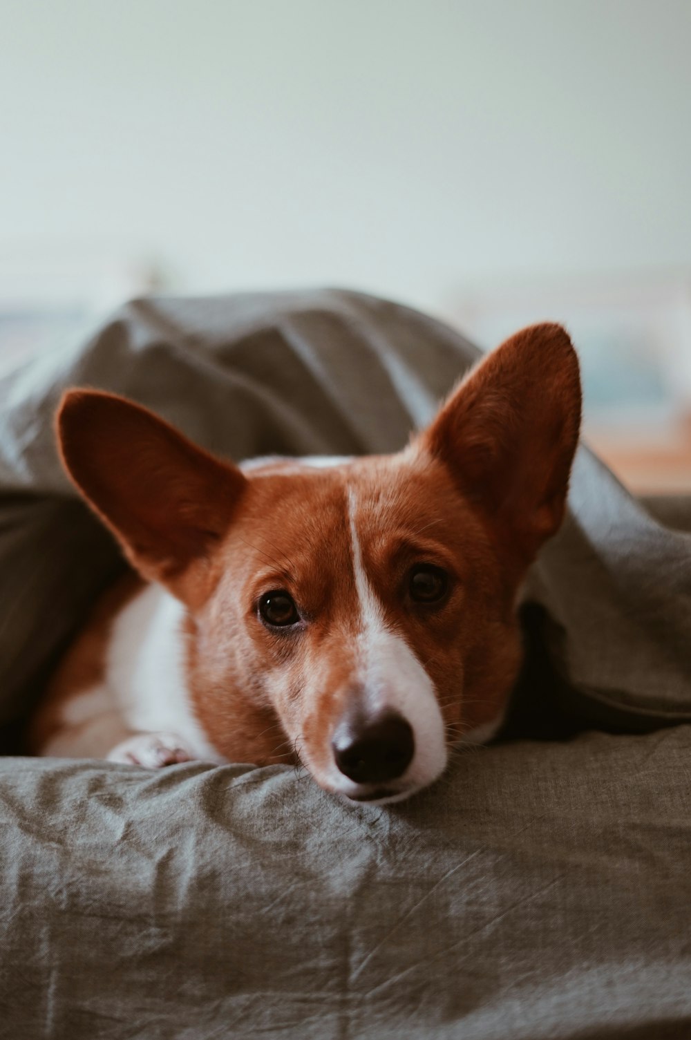 selective focus photography of brown and white dog under gray blanket