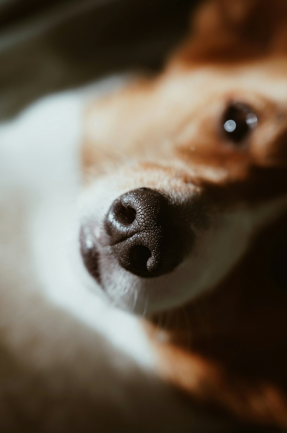 Makrofotografie eines kurzhaarigen braunen und weißen Hundes