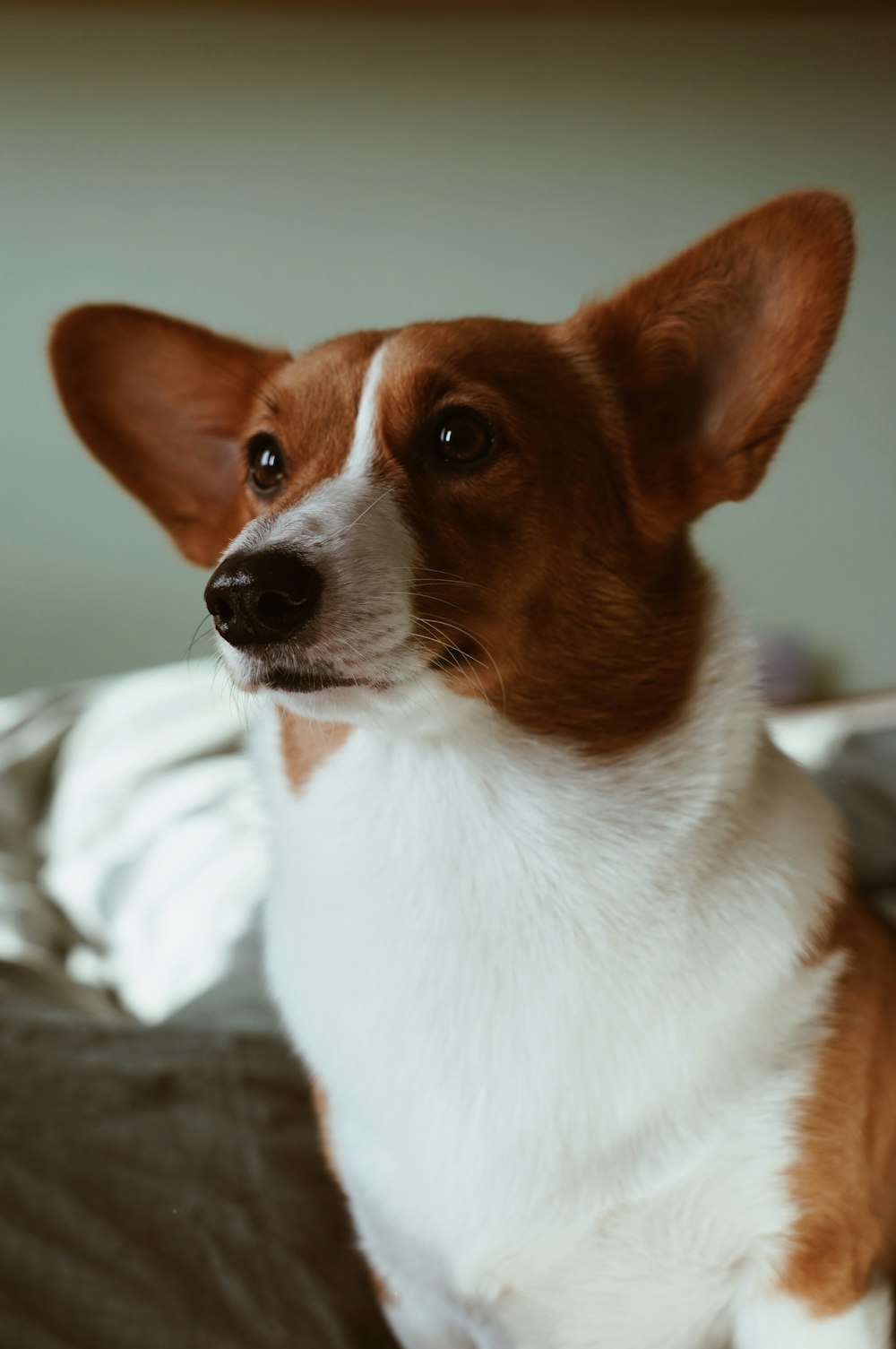 white and tan dog