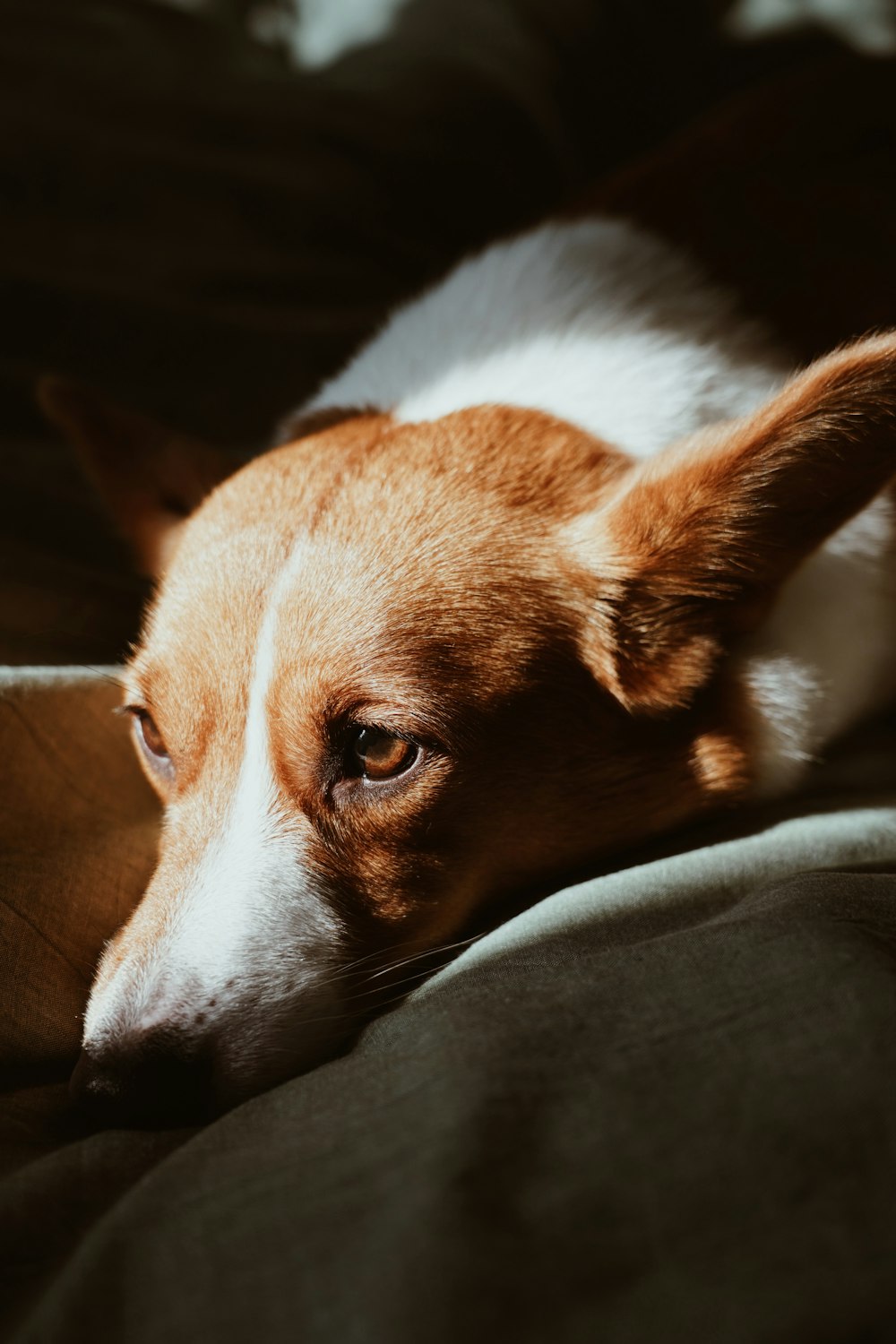 white and tan dog