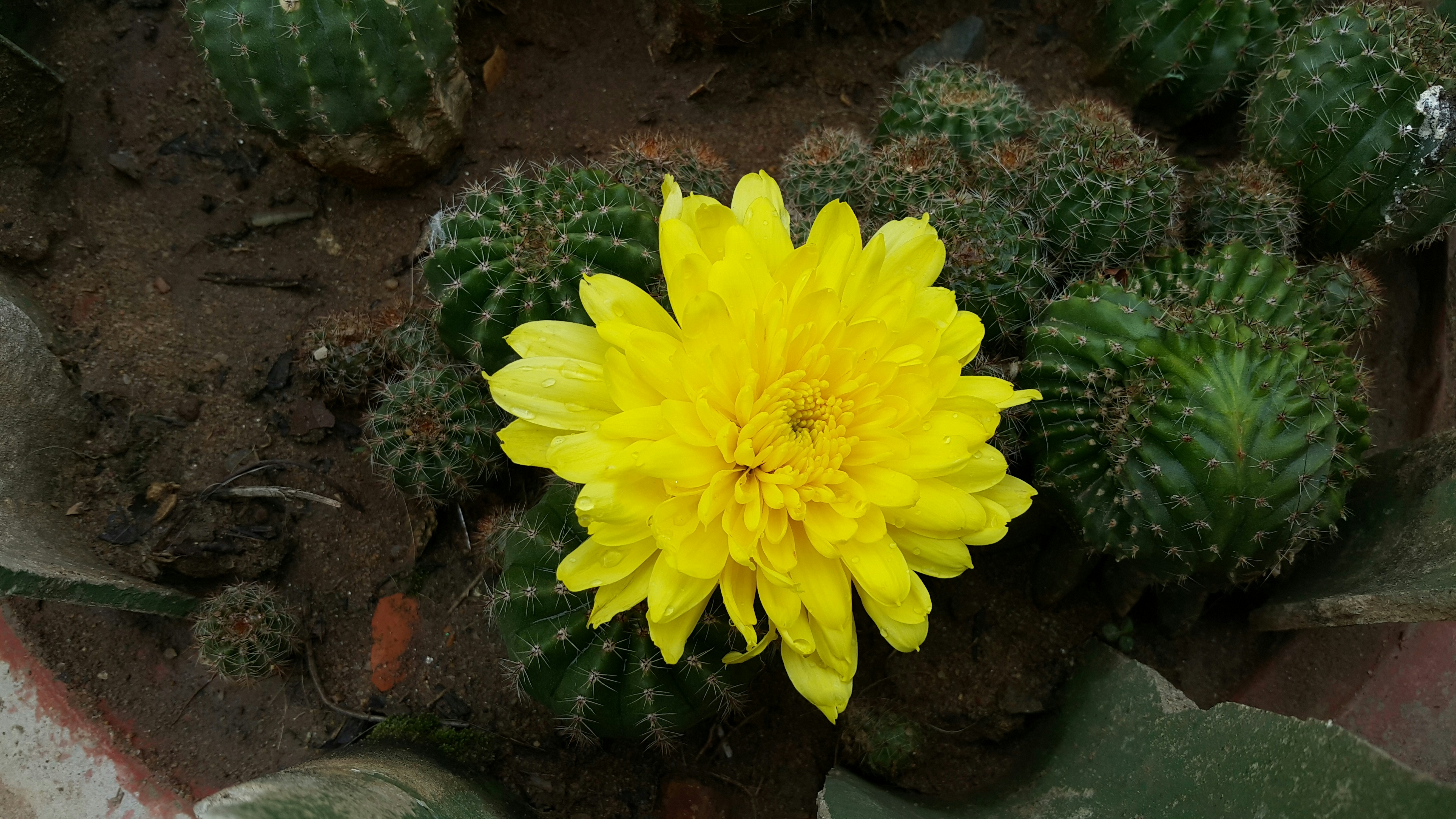 Exotic flowering cactus - Star Cactus with yellow star-shaped flower