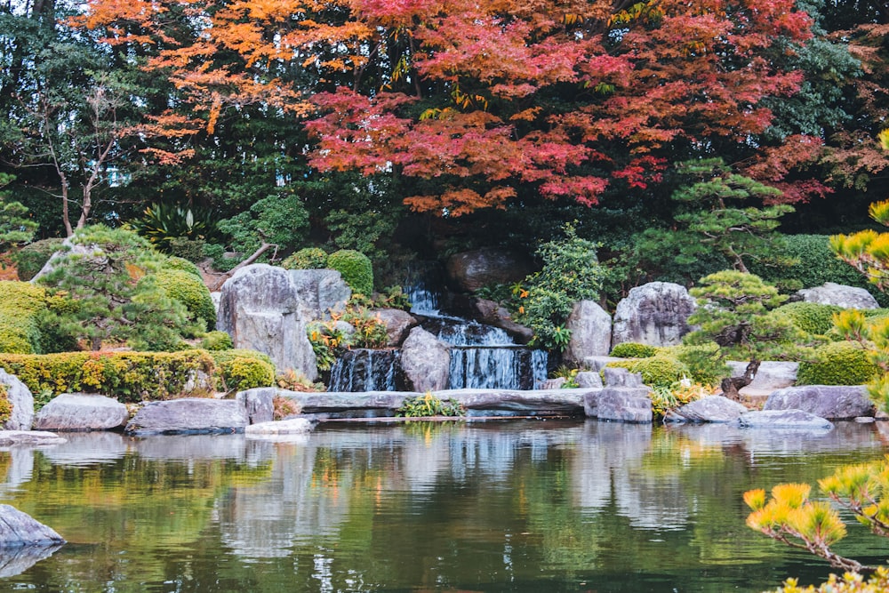 red leaf tree