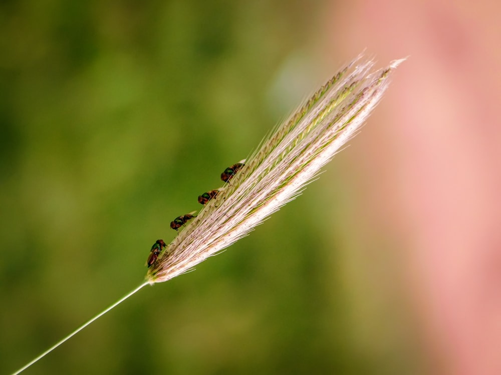 four black and brown insect on the plant