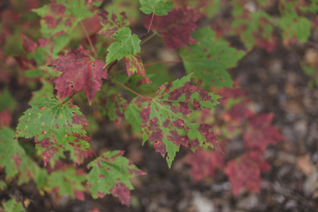 green leafed plant