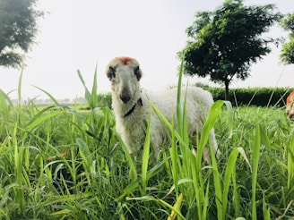 A fluffy Icelandic sheep standing calmly among tall green grass under a soft morning light.