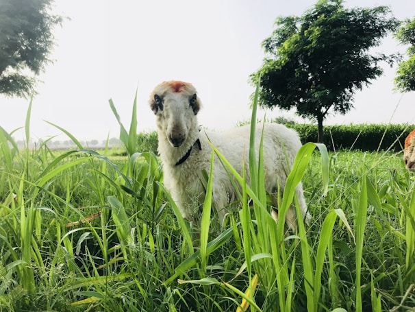 A fluffy Icelandic sheep standing calmly among tall green grass under a soft morning light.