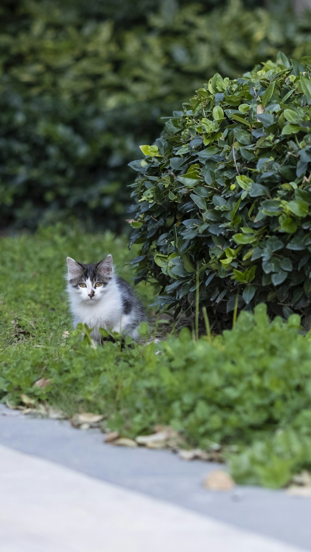 white and gray cat