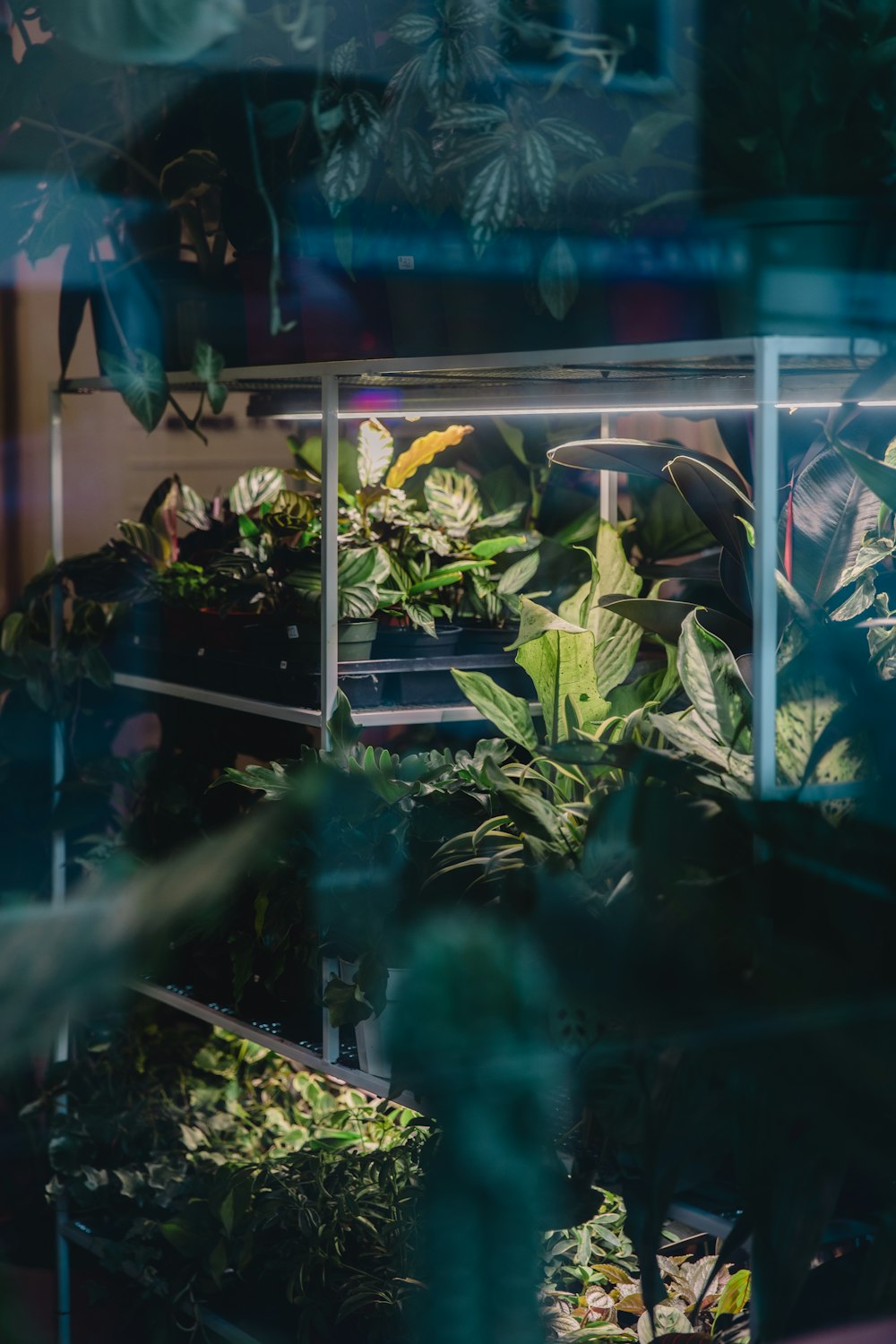 a shelf filled with lots of green plants