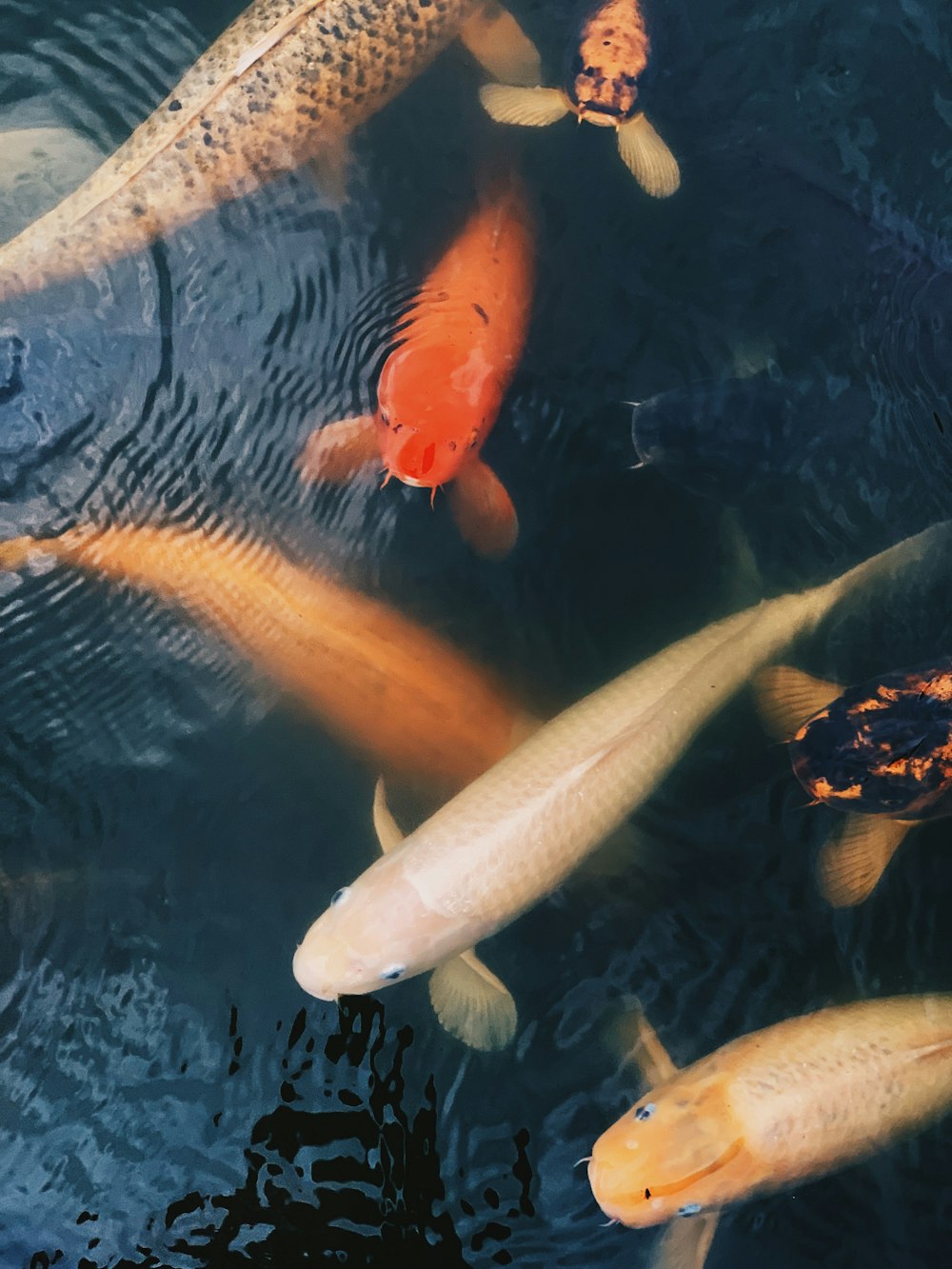 white and orange koi fishes