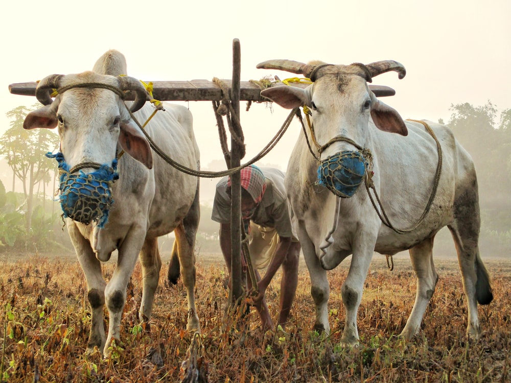 photo of white cow walking on grass field