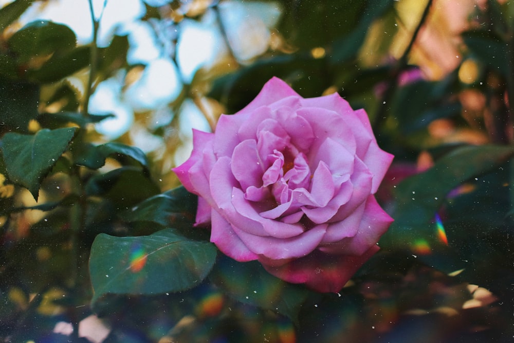 pink petaled flower