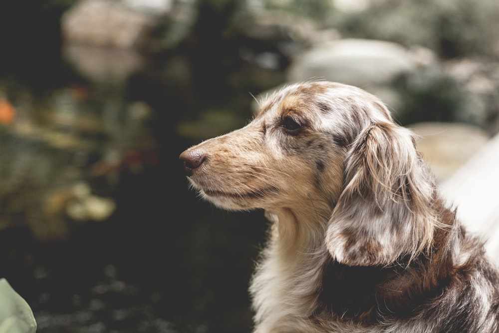 brown and white dachshund