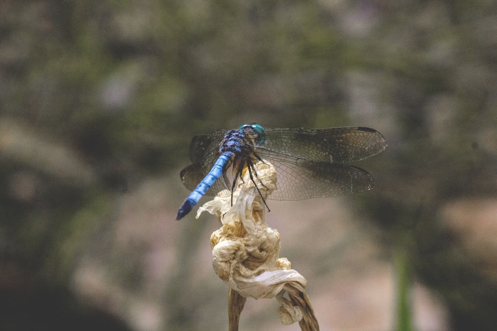 blue dragonfly