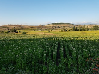 A welcoming farm gate with lush potato fields stretching behind under a bright sky.
