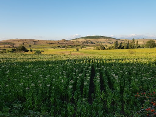 A welcoming farm gate with lush potato fields stretching behind under a bright sky.