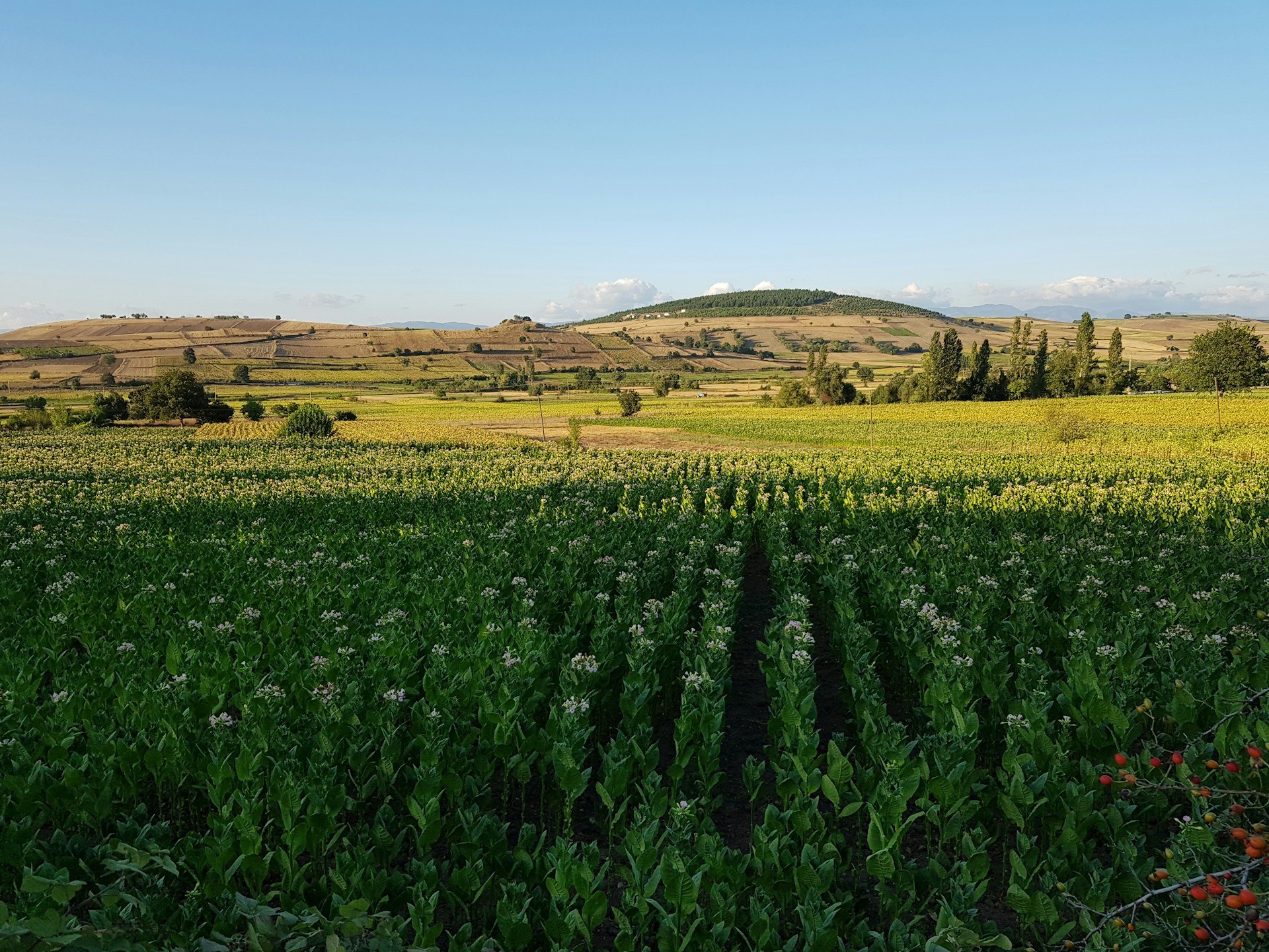 woman wearing yellow long-sleeved dress under white clouds and blue sky during daytime