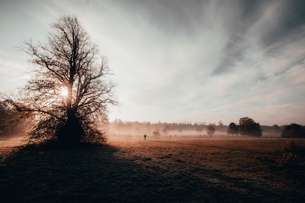 golden hour above fields