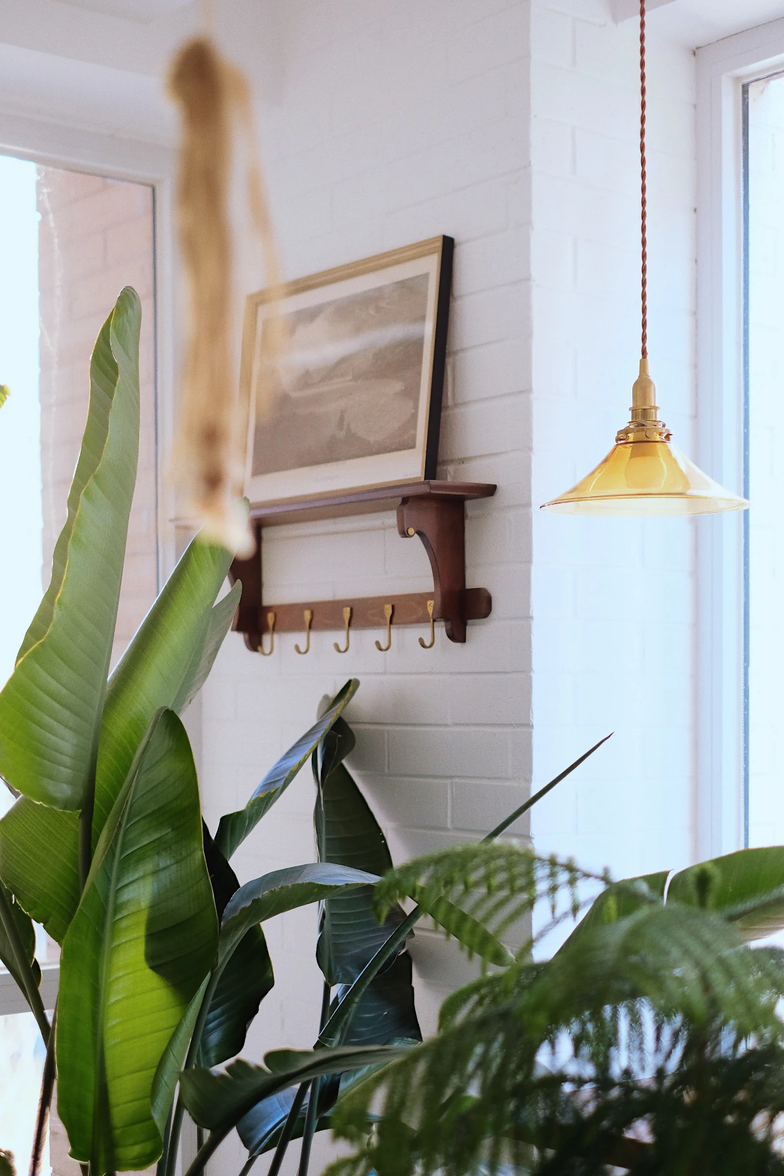 A green leafy houseplant on display near a wall hook and pendant light